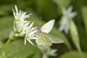 口臭をにんにくの臭いから消す方法は？