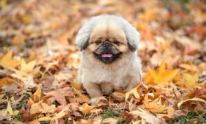 口臭を気にする人がチョコレートを楽しむ方法は？