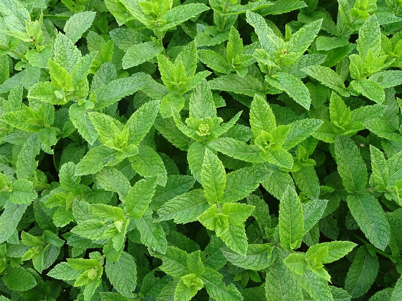 口臭対策におすすめのミントの効果とは？