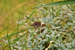 口臭の治療薬で即効性のある効果はどれですか？