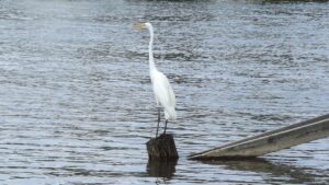 口臭はいつまで続くのか、改善するための具体的な方法は？