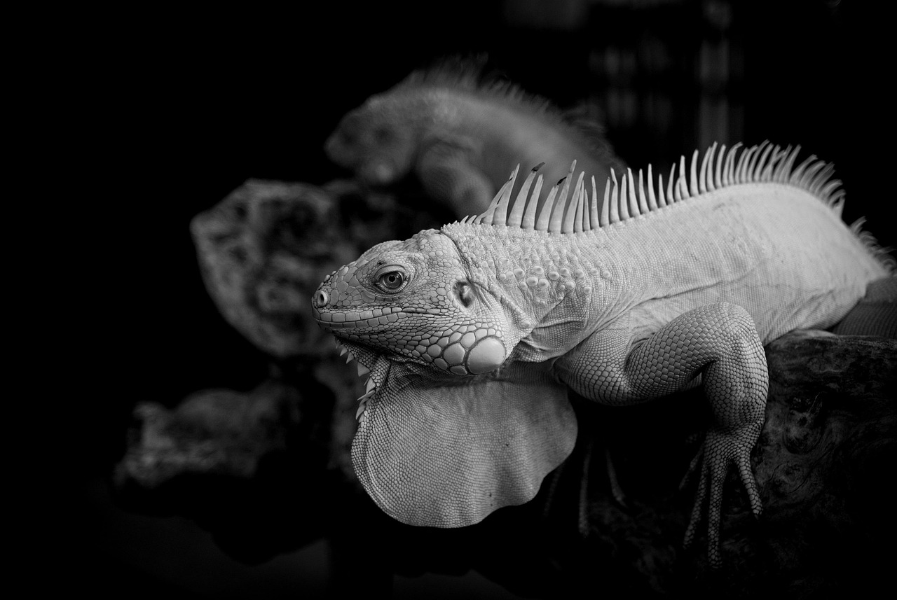 口臭を直すための早い方法は何ですか？