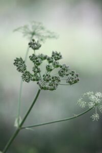 口臭を即効で改善するパセリの効果はある？