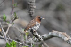 口臭対策に効果的なノンアルコールマウスウォッシュの即効性は？
